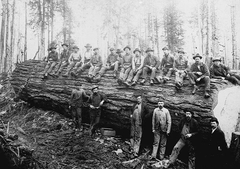 Vintage photos of the old-school lumberjacks who fell giant trees with axes, 1890-1935