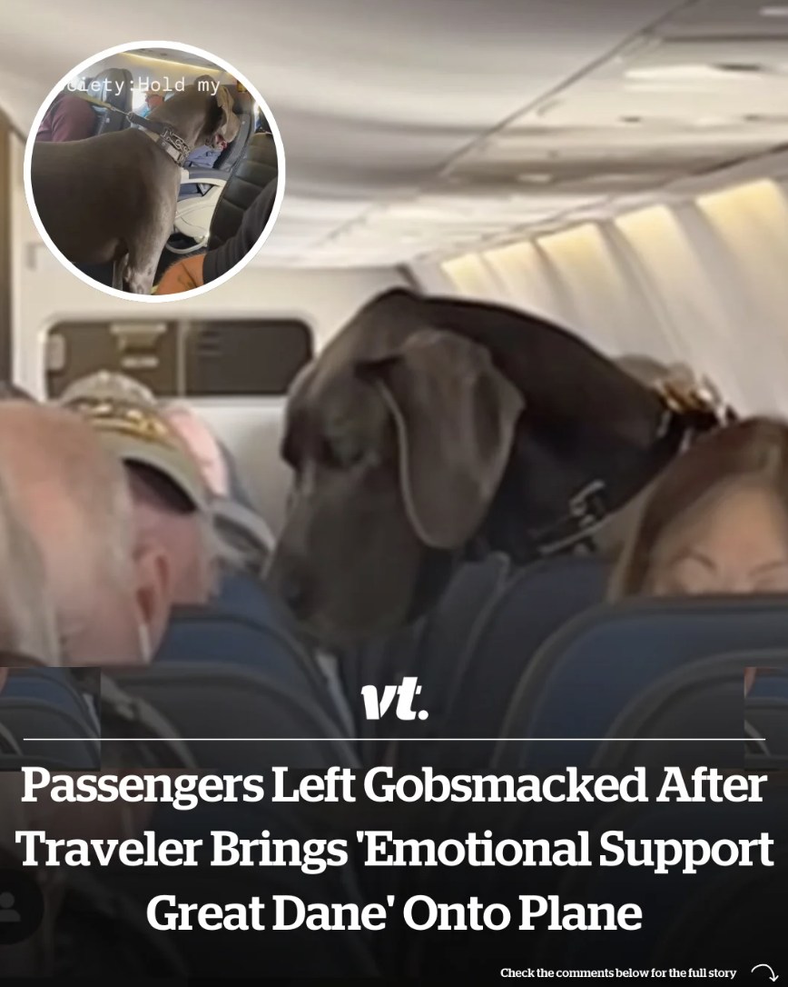 Passengers left gobsmacked after traveler brings ’emotional support Great Dane’ onto plane