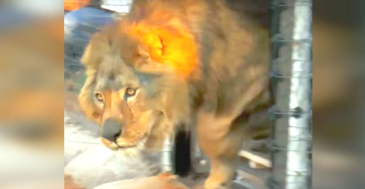 Lion has slept on concrete floor all his life, now watch his reaction when he sees grass for first time