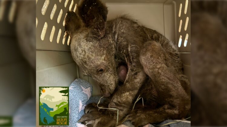 Watch as vets treat a hairless, orphaned black bear cub rescued in California