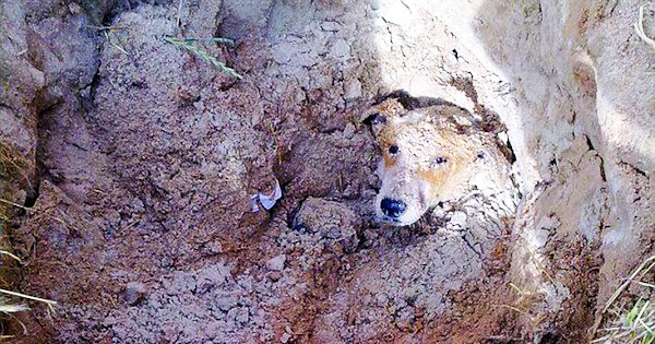 Lily’s heartwarming story – the dog who was buried alive